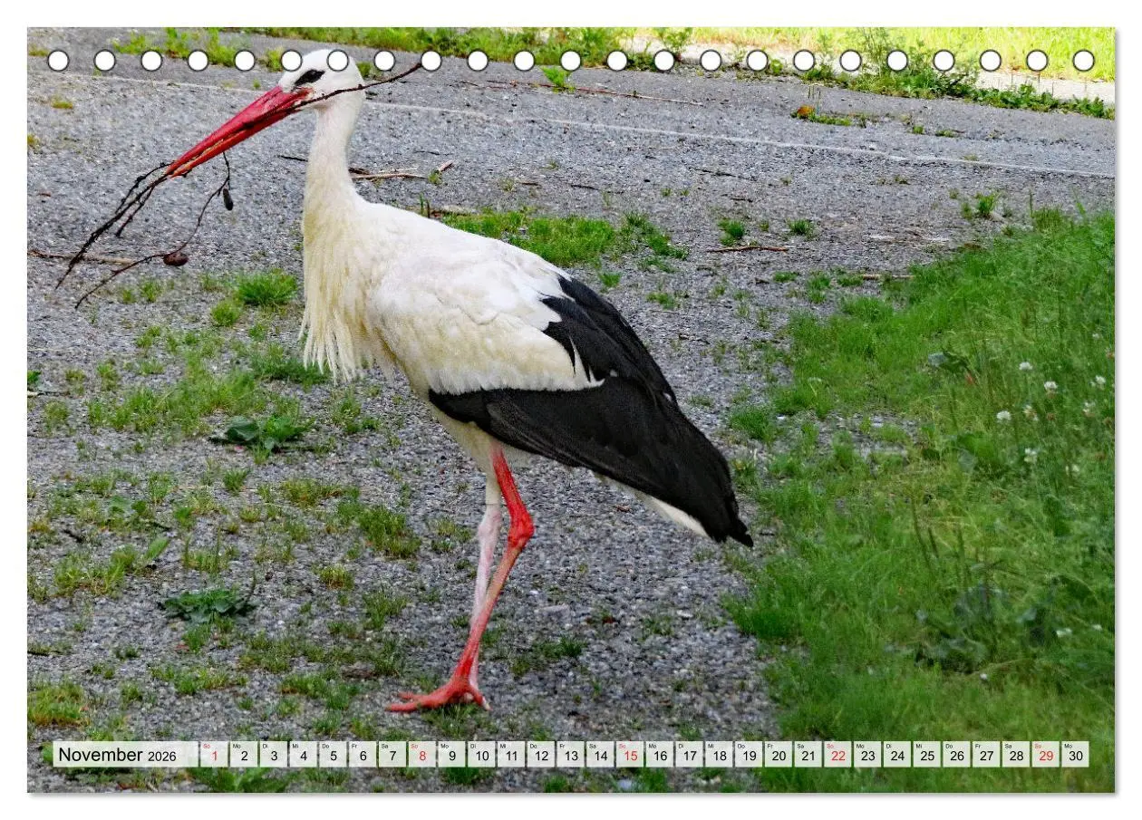 Bild: 9783457564226 | Zeit der Störche (Tischkalender 2026 DIN A5 quer), CALVENDO...