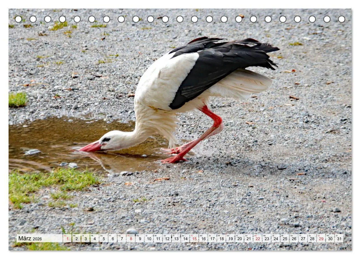 Bild: 9783457564226 | Zeit der Störche (Tischkalender 2026 DIN A5 quer), CALVENDO...