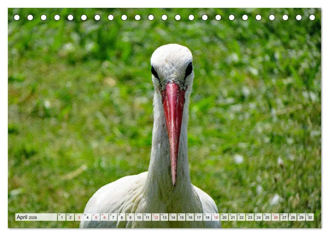 Bild: 9783457564226 | Zeit der Störche (Tischkalender 2026 DIN A5 quer), CALVENDO...