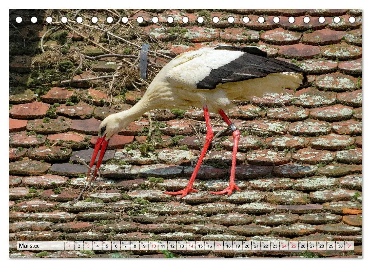 Bild: 9783457564226 | Zeit der Störche (Tischkalender 2026 DIN A5 quer), CALVENDO...
