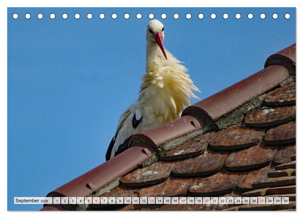 Bild: 9783457564226 | Zeit der Störche (Tischkalender 2026 DIN A5 quer), CALVENDO...