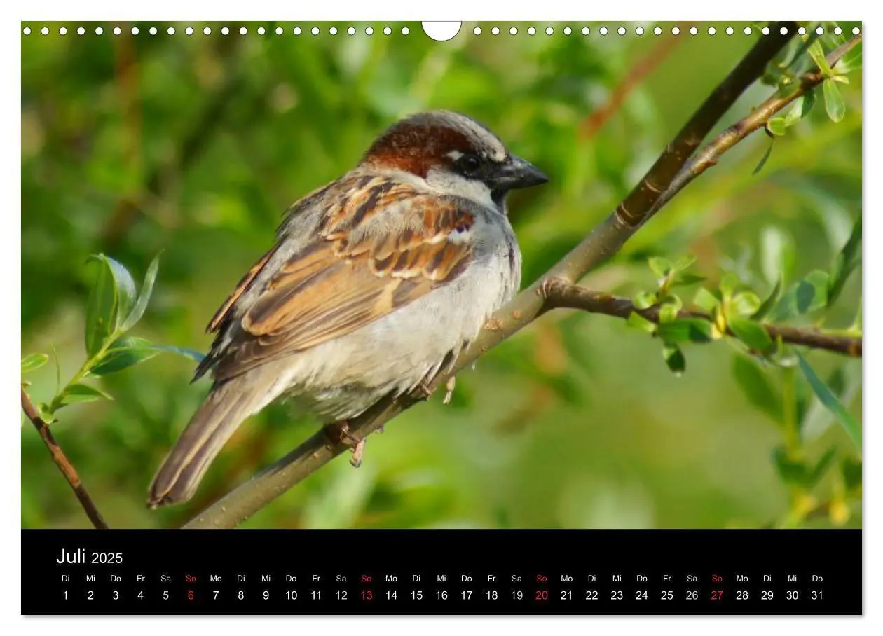 Bild: 9783435824526 | Freche Spatzen (Wandkalender 2025 DIN A3 quer), CALVENDO...