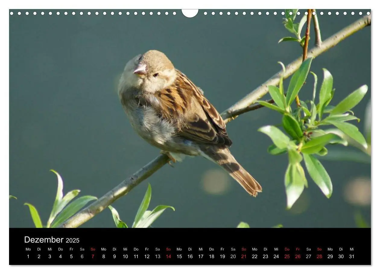 Bild: 9783435824526 | Freche Spatzen (Wandkalender 2025 DIN A3 quer), CALVENDO...