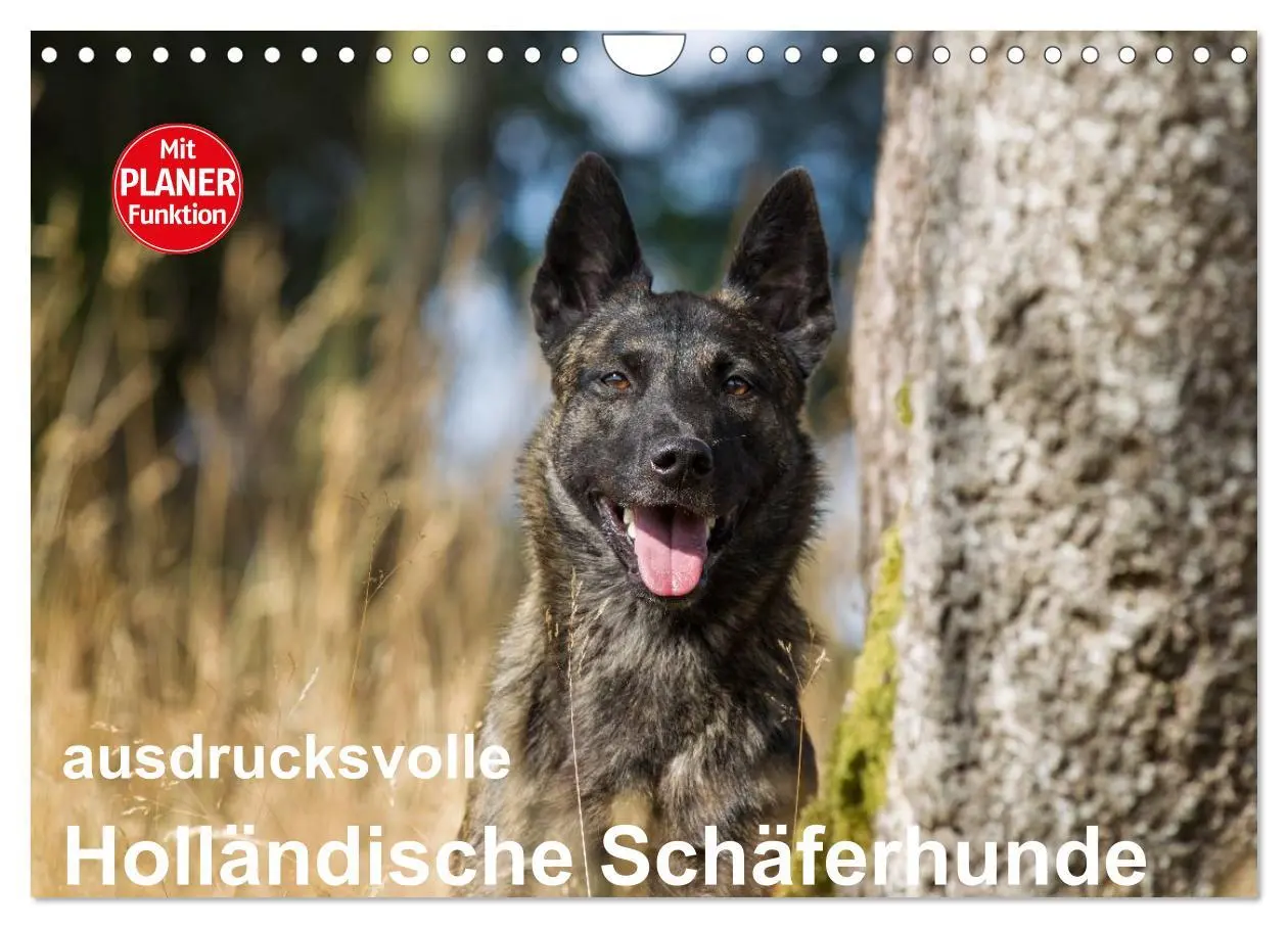 Cover: 9783516004526 | ausdrucksvolle Holländische Schäferhunde (Wandkalender 2026 DIN A4...
