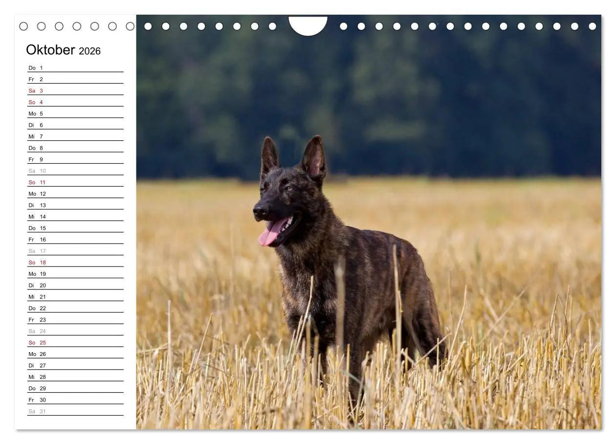 Bild: 9783516004526 | ausdrucksvolle Holländische Schäferhunde (Wandkalender 2026 DIN A4...