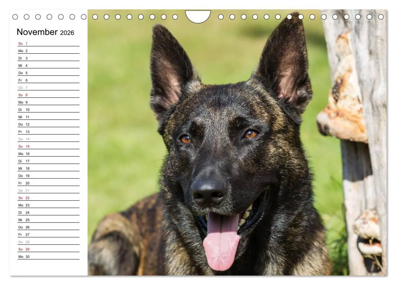 Bild: 9783516004526 | ausdrucksvolle Holländische Schäferhunde (Wandkalender 2026 DIN A4...