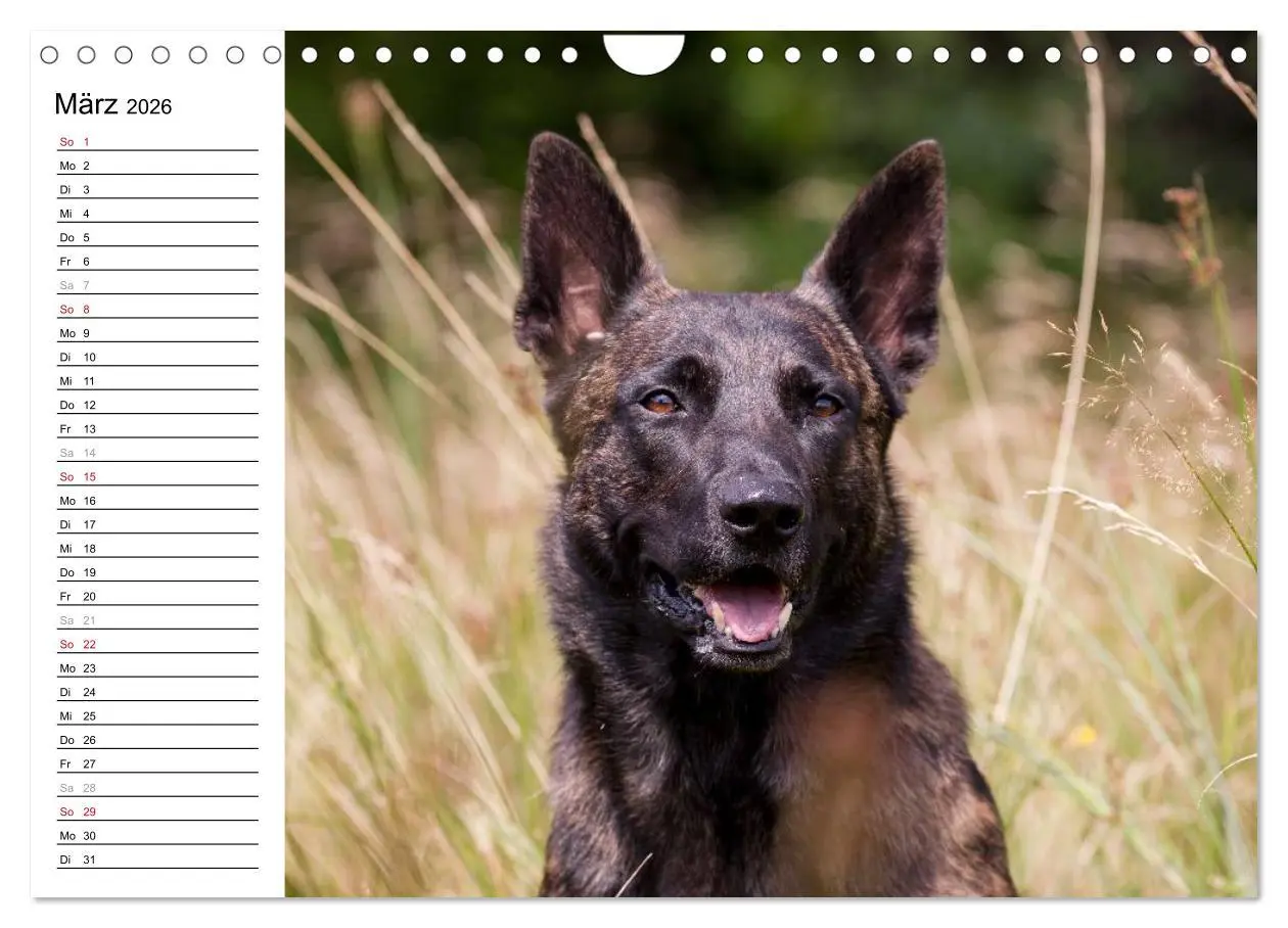 Bild: 9783516004526 | ausdrucksvolle Holländische Schäferhunde (Wandkalender 2026 DIN A4...