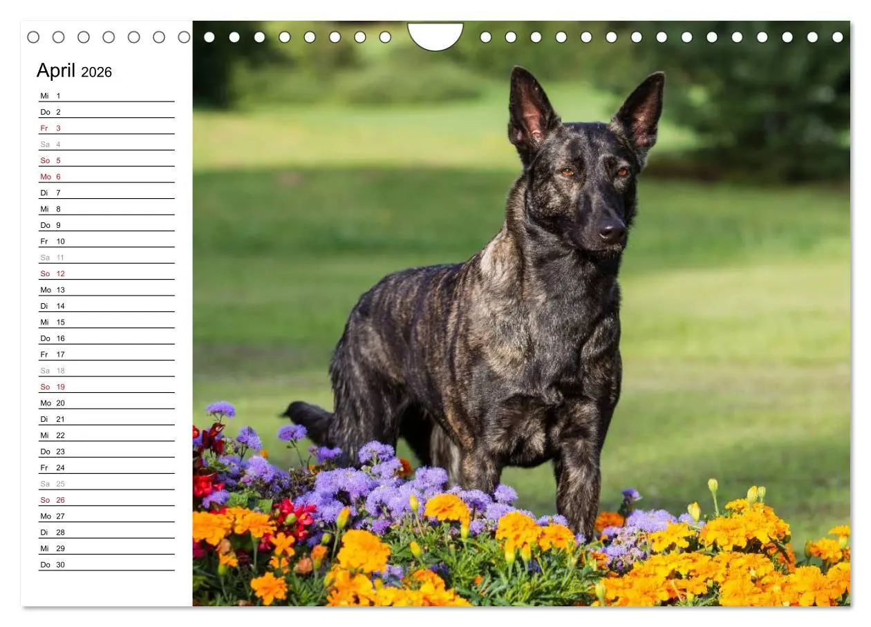 Bild: 9783516004526 | ausdrucksvolle Holländische Schäferhunde (Wandkalender 2026 DIN A4...