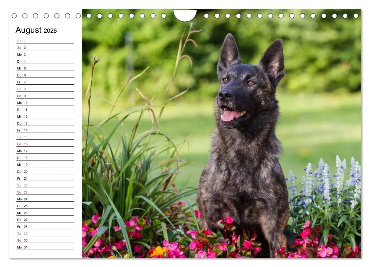 Bild: 9783516004526 | ausdrucksvolle Holländische Schäferhunde (Wandkalender 2026 DIN A4...