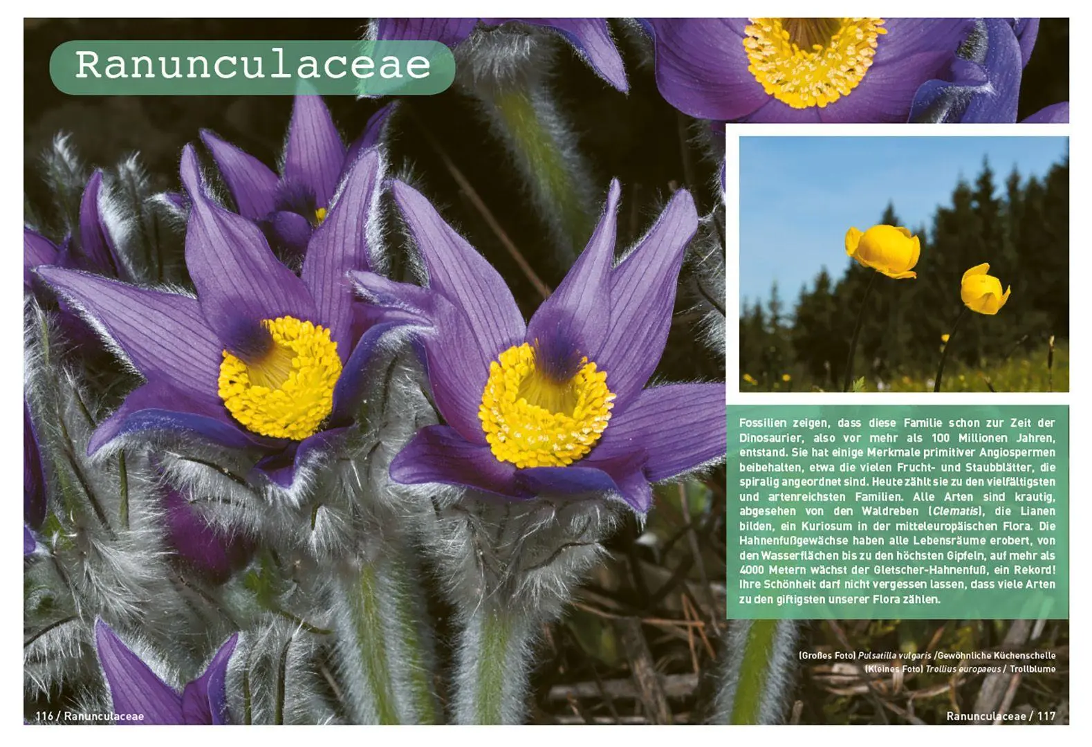 Bild: 9783258084626 | Botanische Grundkenntnisse auf einen Blick | Yann Fragnière (u. a.)