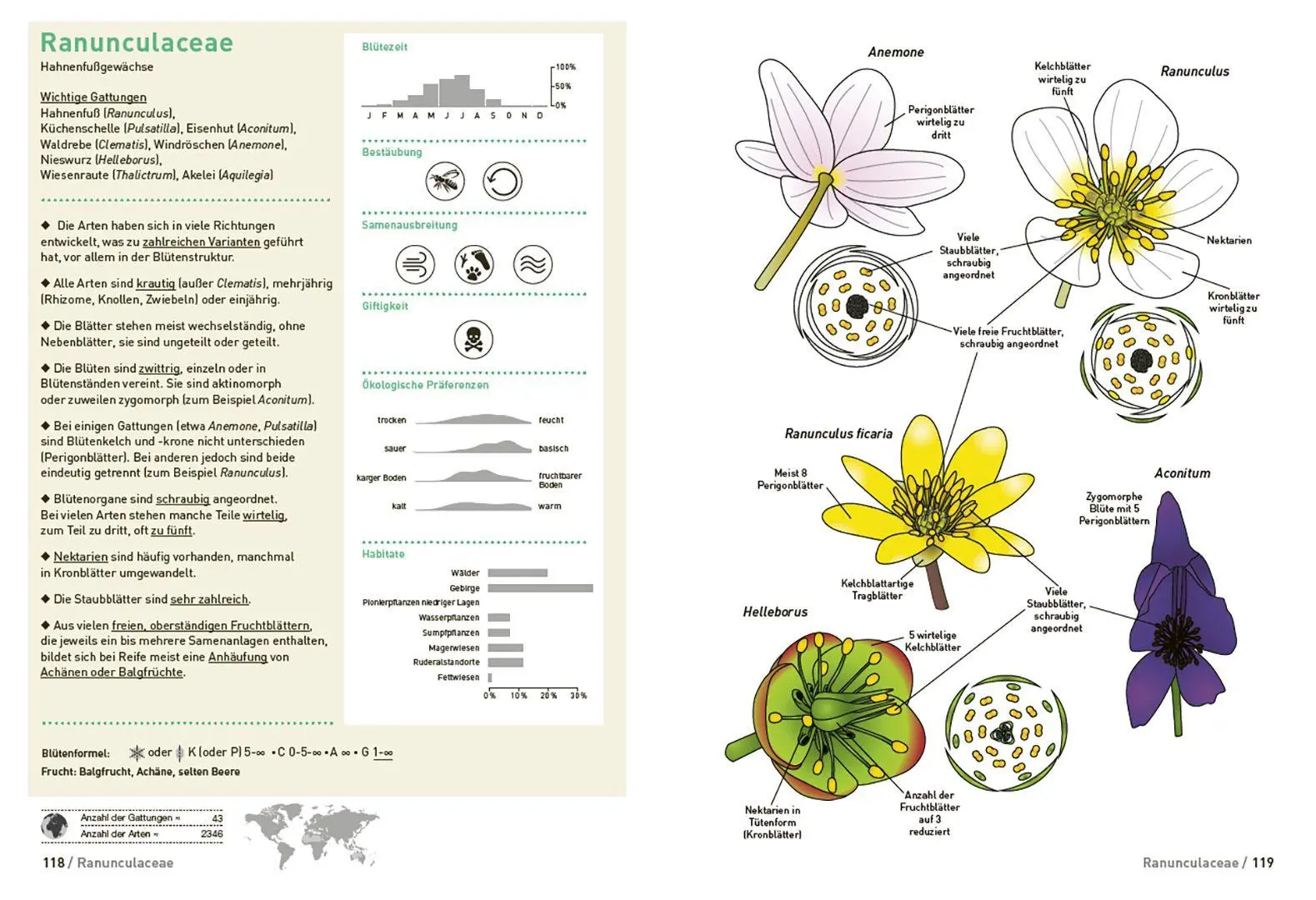 Bild: 9783258084626 | Botanische Grundkenntnisse auf einen Blick | Yann Fragnière (u. a.)