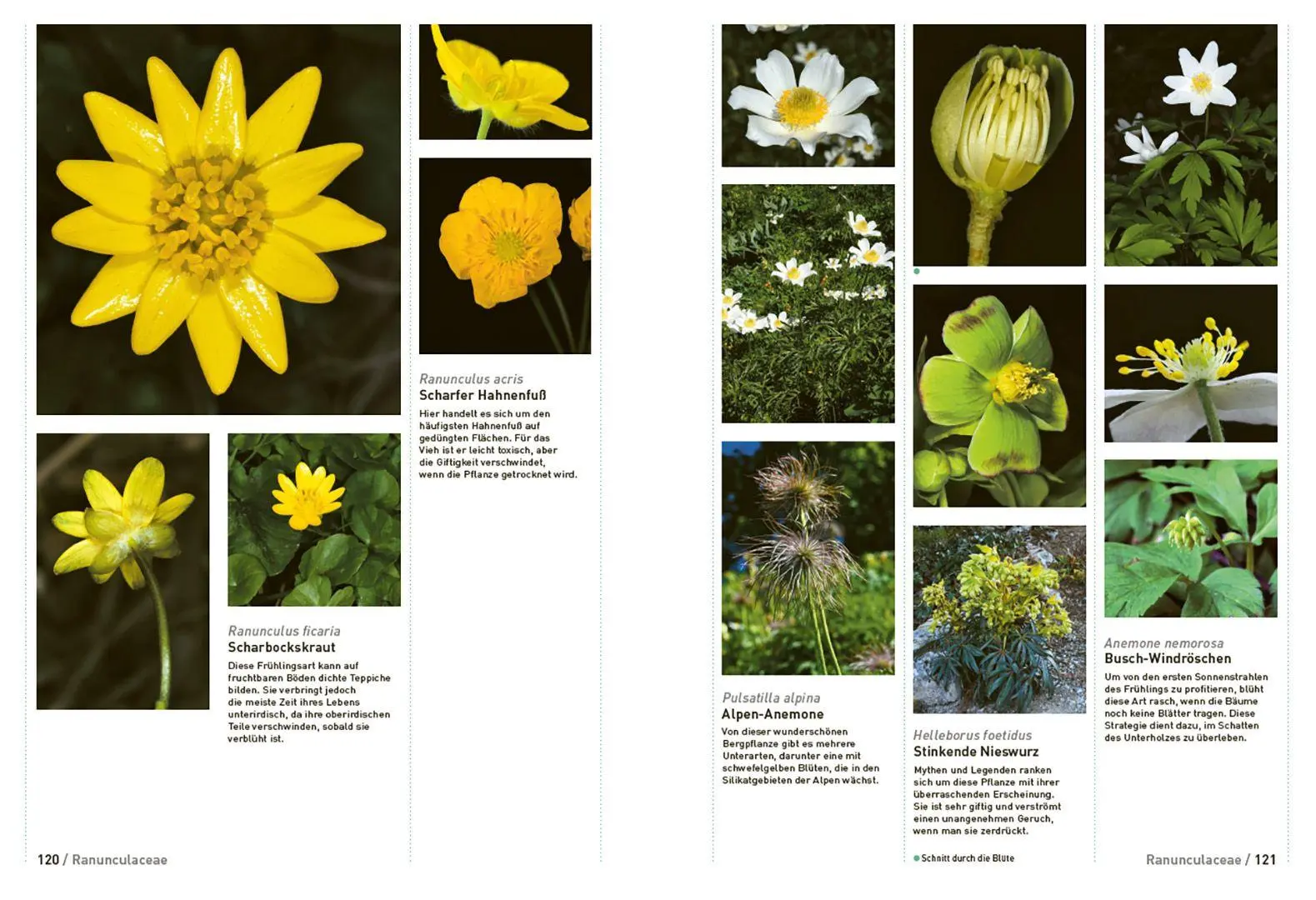 Bild: 9783258084626 | Botanische Grundkenntnisse auf einen Blick | Yann Fragnière (u. a.)