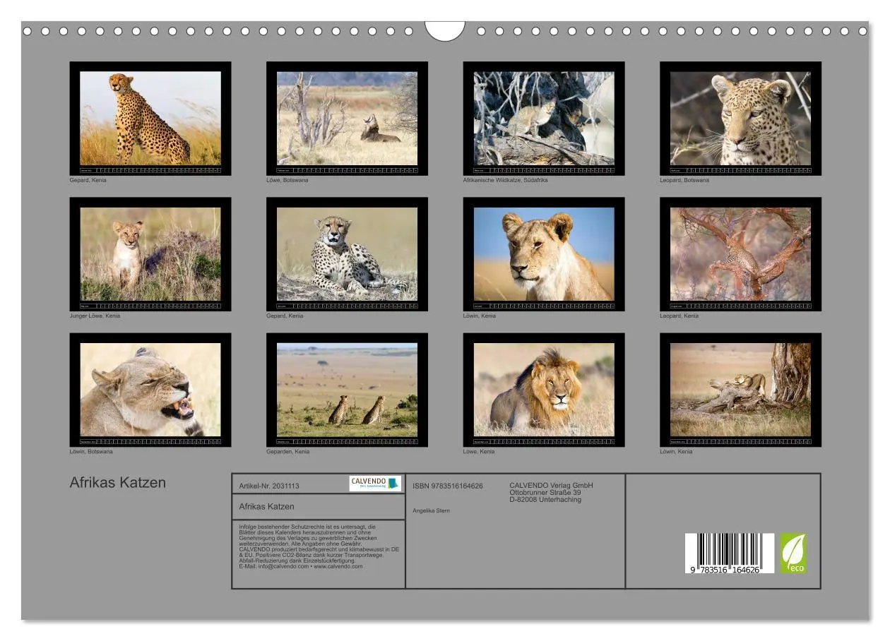 Bild: 9783516164626 | Afrikas Katzen (Wandkalender 2026 DIN A3 quer), CALVENDO...