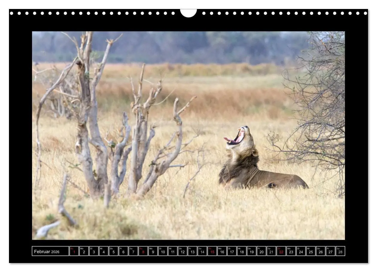 Bild: 9783516164626 | Afrikas Katzen (Wandkalender 2026 DIN A3 quer), CALVENDO...