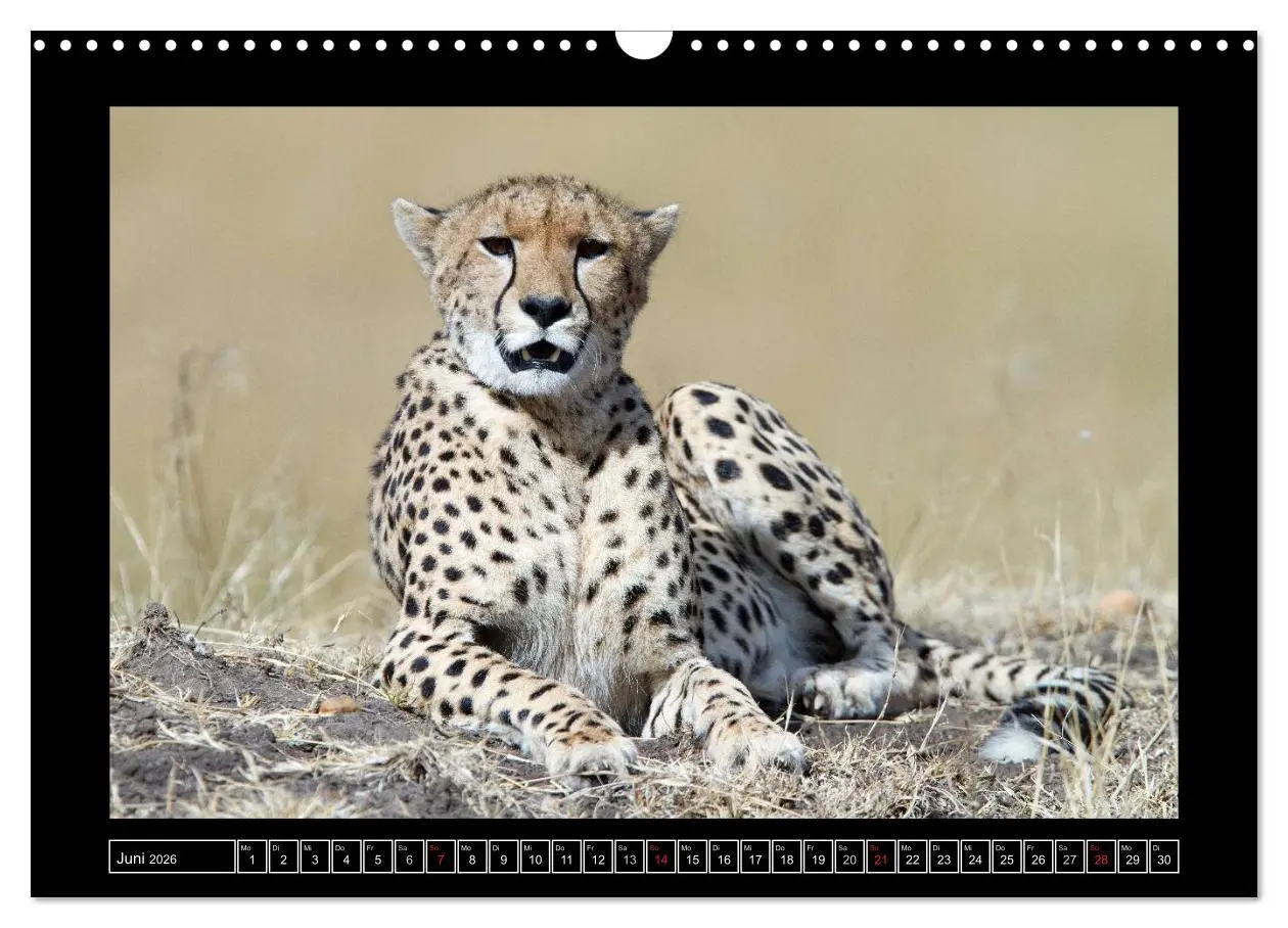 Bild: 9783516164626 | Afrikas Katzen (Wandkalender 2026 DIN A3 quer), CALVENDO...