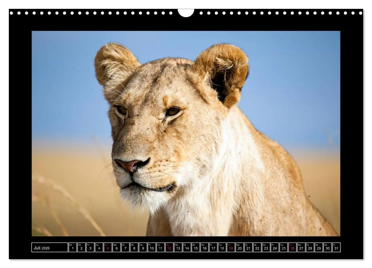 Bild: 9783516164626 | Afrikas Katzen (Wandkalender 2026 DIN A3 quer), CALVENDO...