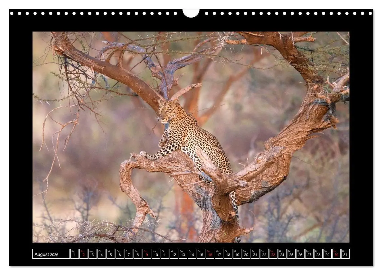 Bild: 9783516164626 | Afrikas Katzen (Wandkalender 2026 DIN A3 quer), CALVENDO...