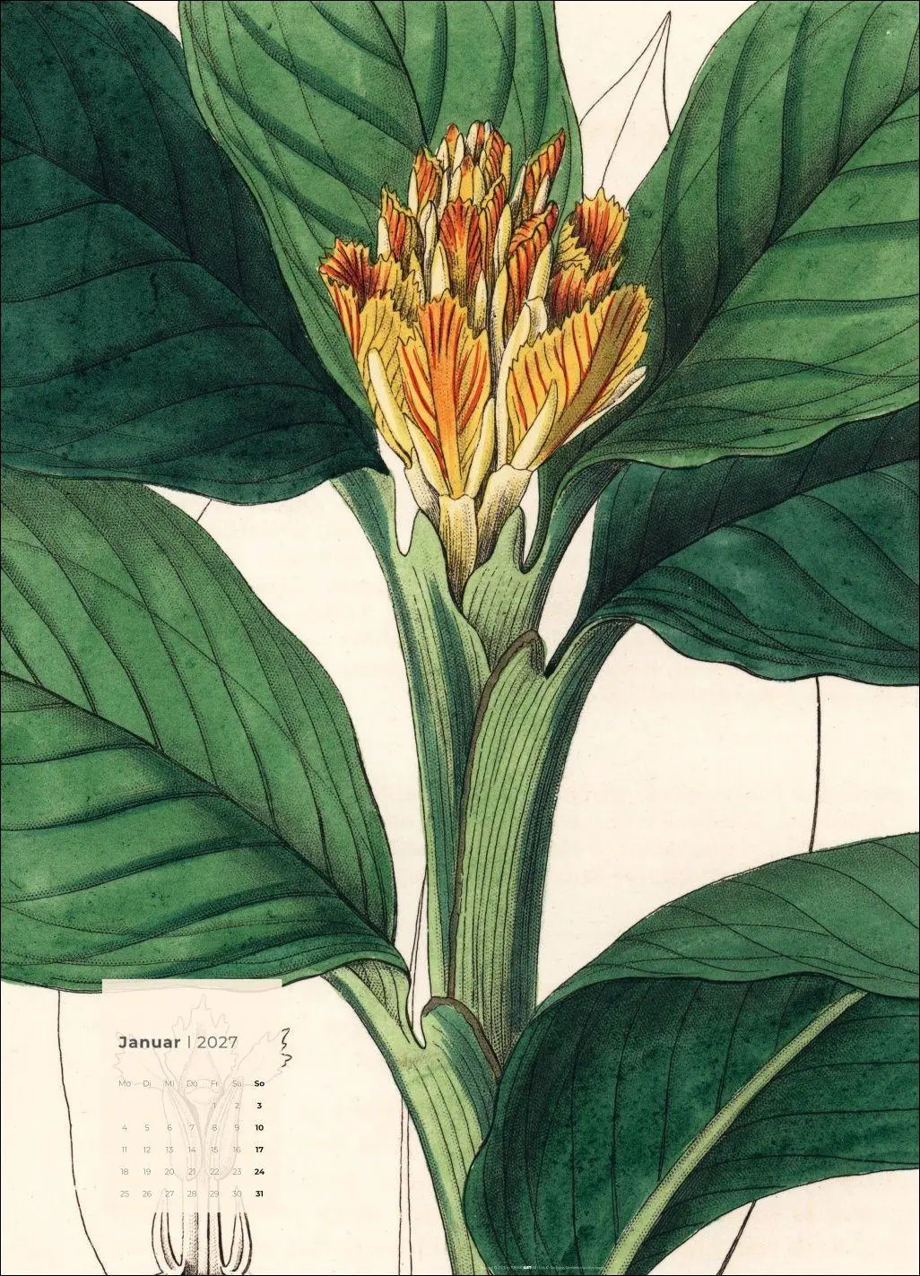Bild: 9783839904626 | Botanicals Kalender 2027 | Kalender | Spiralbindung | 14 S. | Deutsch