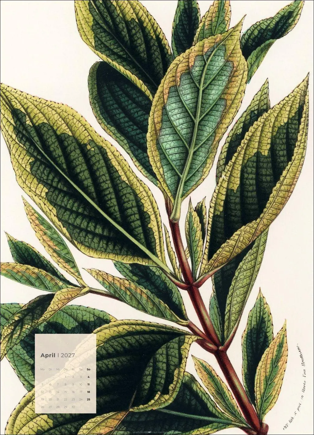 Bild: 9783839904626 | Botanicals Kalender 2027 | Kalender | Spiralbindung | 14 S. | Deutsch