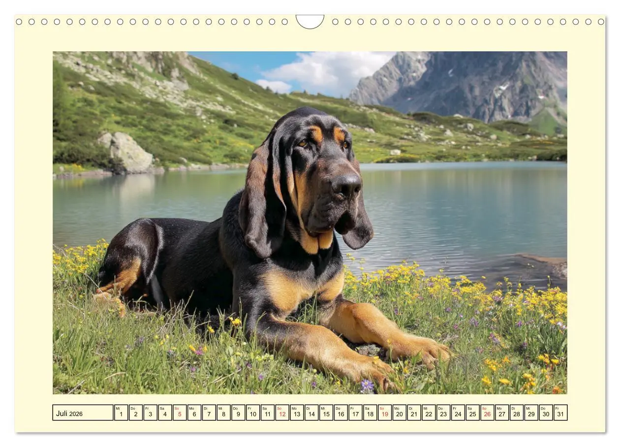 Bild: 9783457824726 | Bloodhound Momente. Zielstrebige Schnüffler mit treuer Seele...