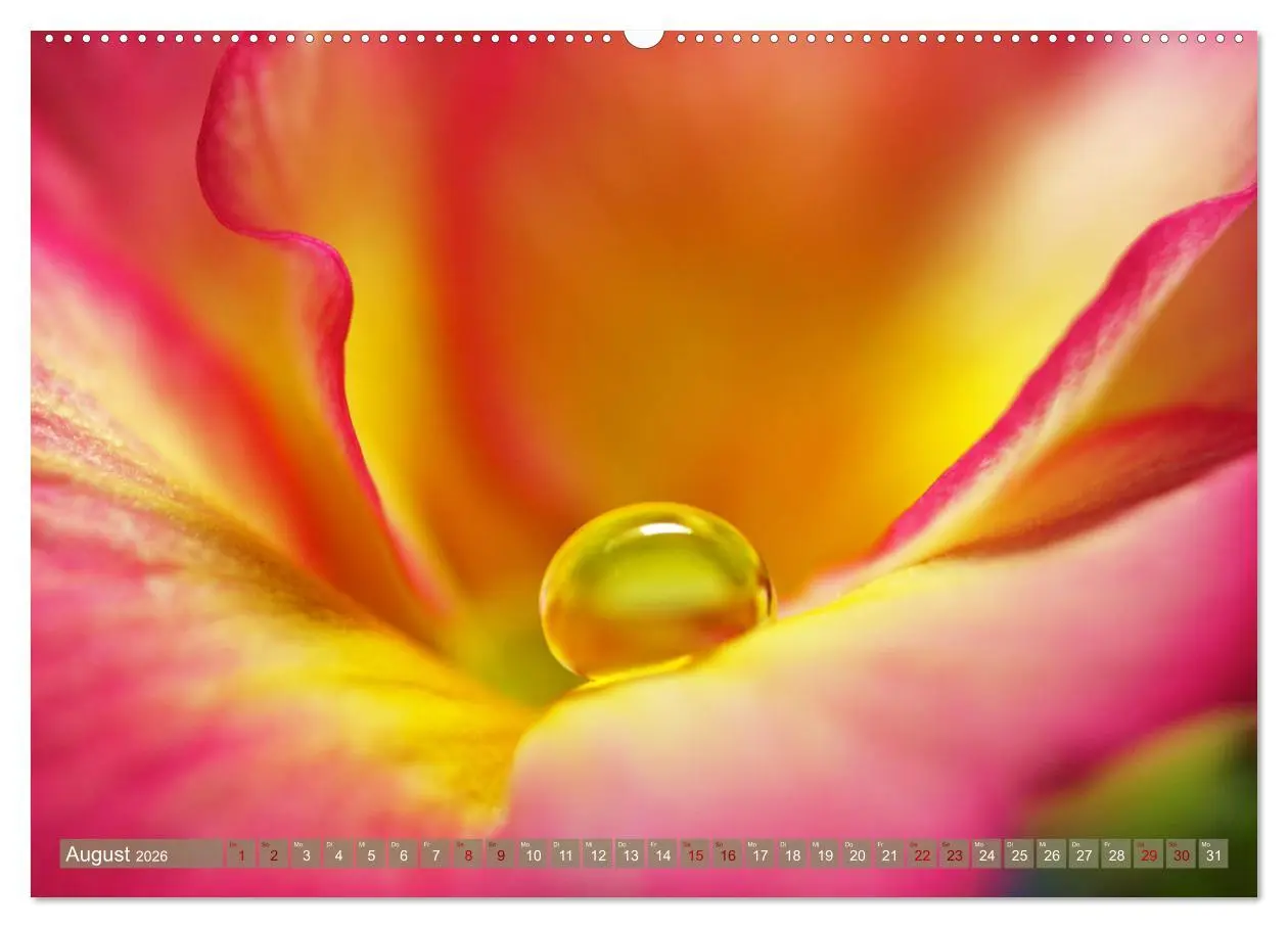 Bild: 9783457434826 | Magische Super-Makros (hochwertiger Premium Wandkalender 2026 DIN...