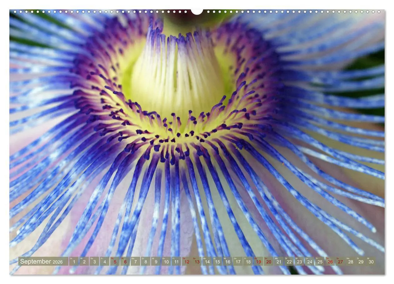 Bild: 9783457434826 | Magische Super-Makros (hochwertiger Premium Wandkalender 2026 DIN...