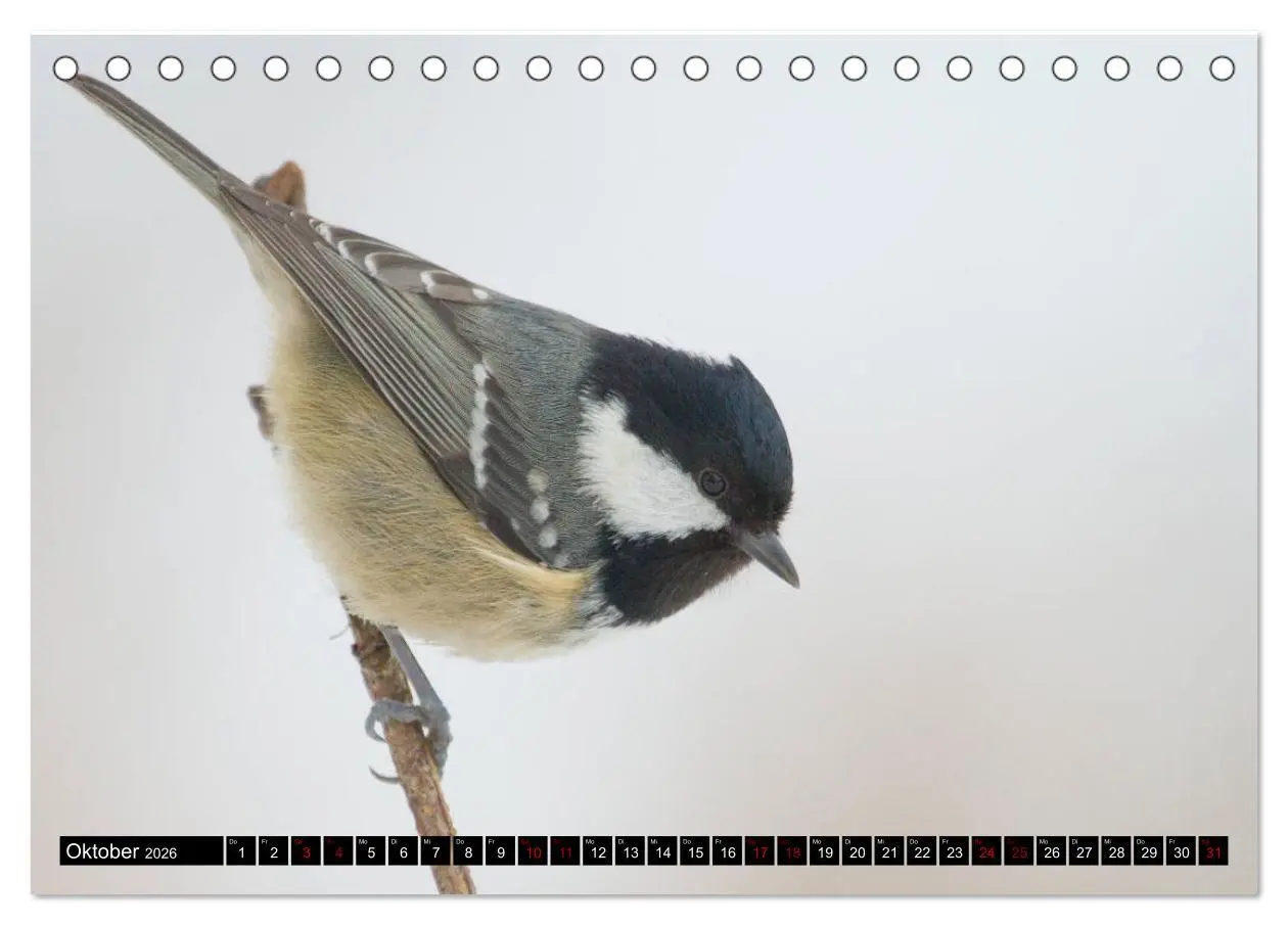 Bild: 9783457744826 | Vögel aus dem Garten (Tischkalender 2026 DIN A5 quer), CALVENDO...