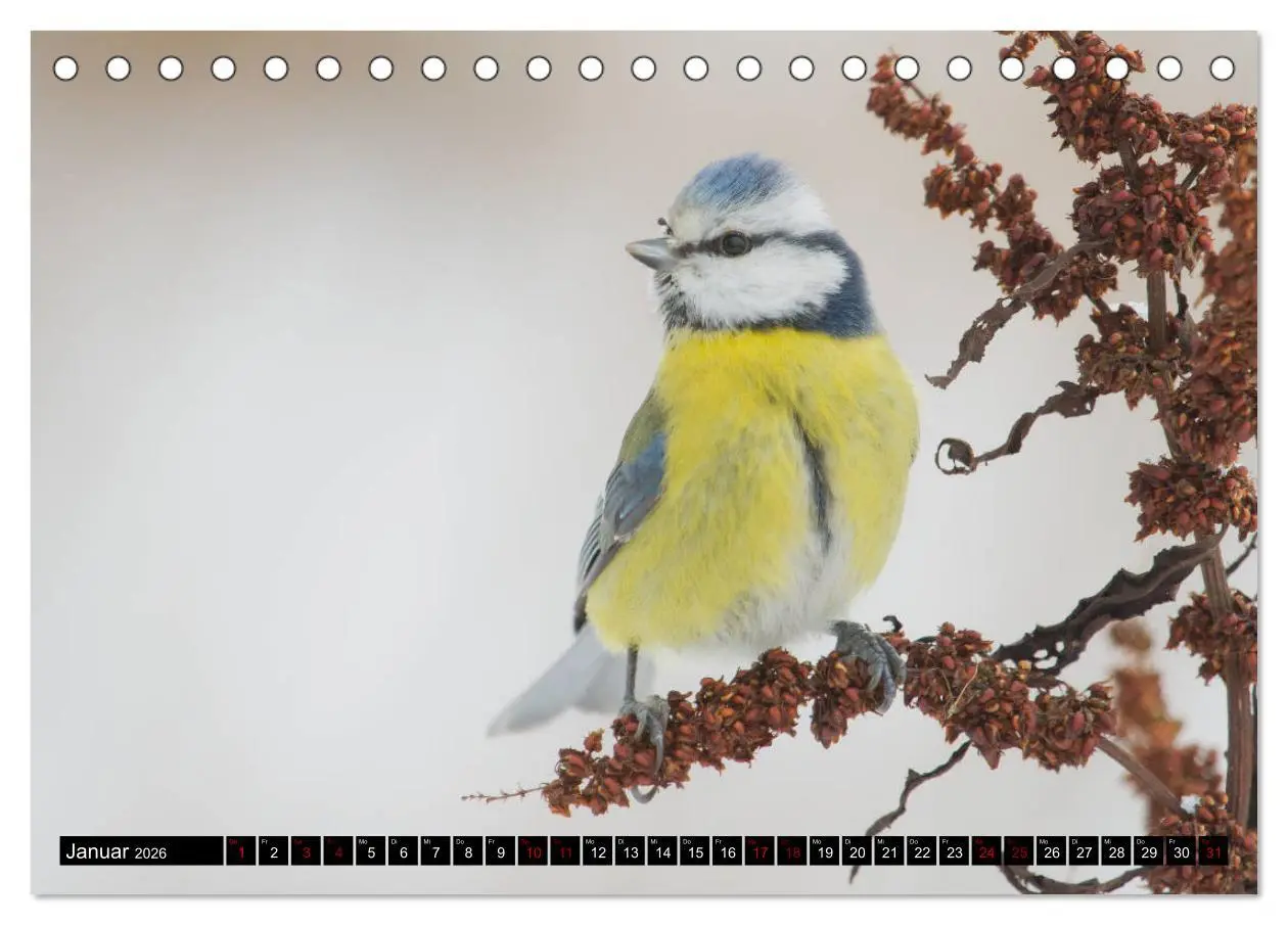 Bild: 9783457744826 | Vögel aus dem Garten (Tischkalender 2026 DIN A5 quer), CALVENDO...