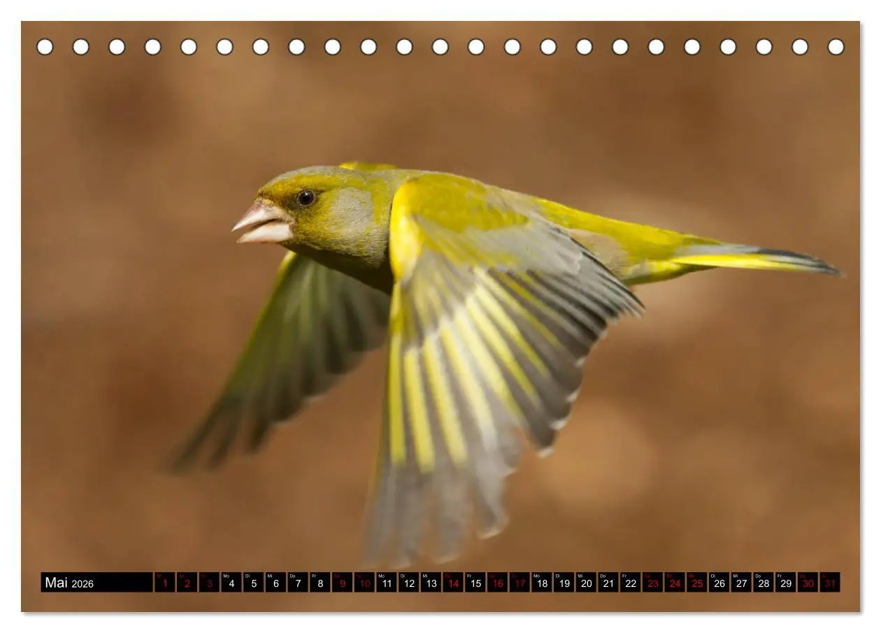 Bild: 9783457744826 | Vögel aus dem Garten (Tischkalender 2026 DIN A5 quer), CALVENDO...