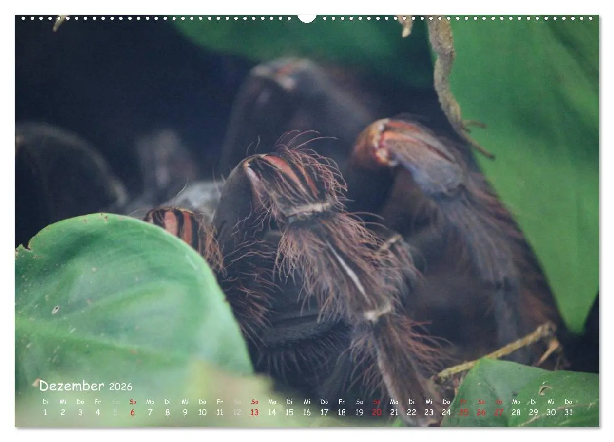 Bild: 9783516074826 | Vogelspinnen (hochwertiger Premium Wandkalender 2026 DIN A2 quer),...