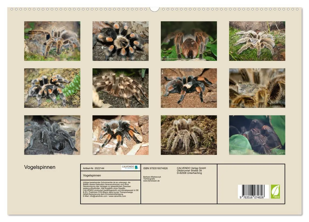 Bild: 9783516074826 | Vogelspinnen (hochwertiger Premium Wandkalender 2026 DIN A2 quer),...