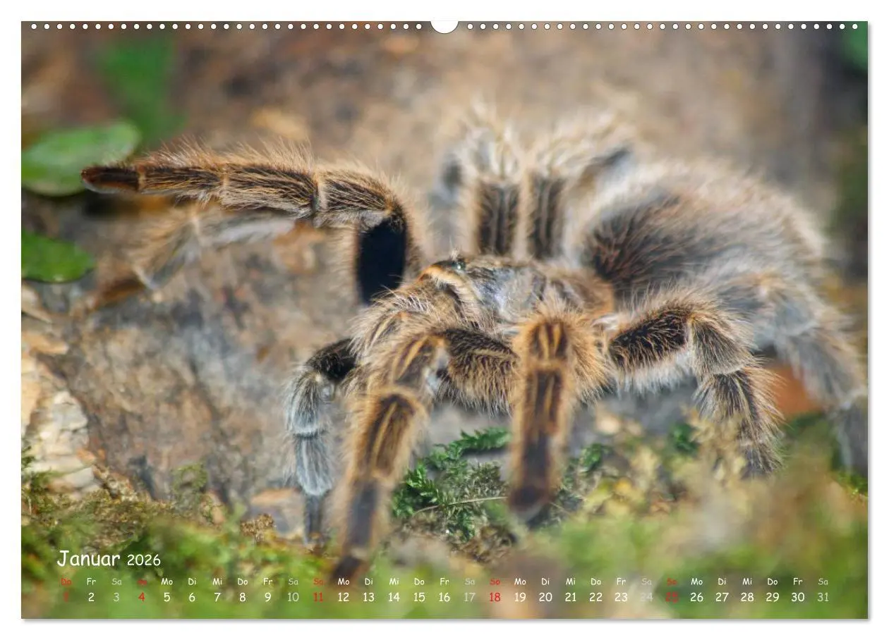 Bild: 9783516074826 | Vogelspinnen (hochwertiger Premium Wandkalender 2026 DIN A2 quer),...