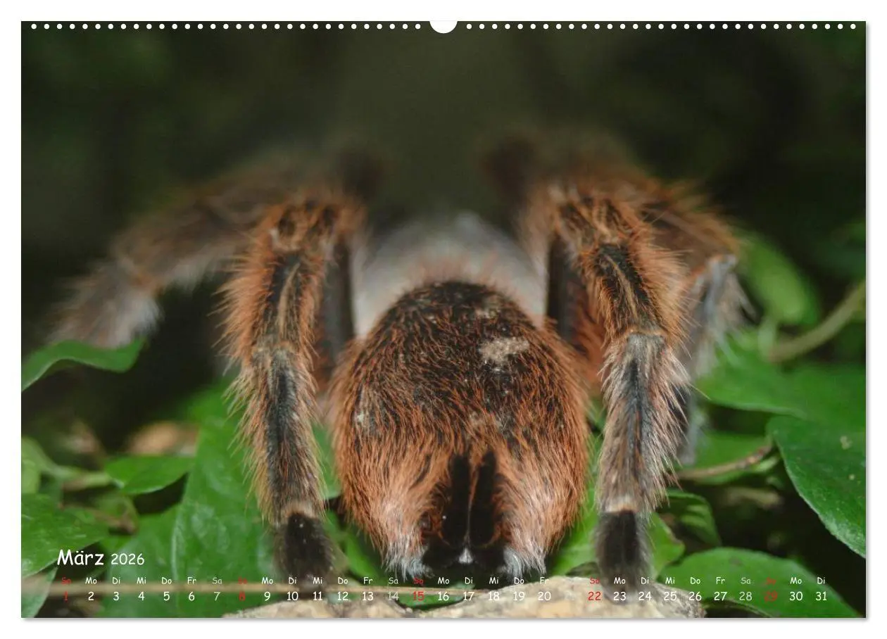 Bild: 9783516074826 | Vogelspinnen (hochwertiger Premium Wandkalender 2026 DIN A2 quer),...