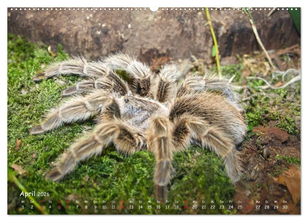 Bild: 9783516074826 | Vogelspinnen (hochwertiger Premium Wandkalender 2026 DIN A2 quer),...