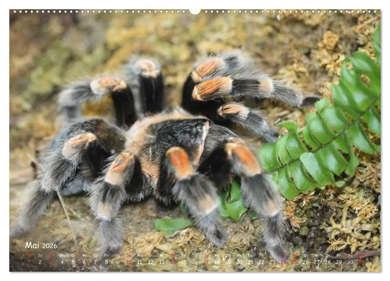 Bild: 9783516074826 | Vogelspinnen (hochwertiger Premium Wandkalender 2026 DIN A2 quer),...