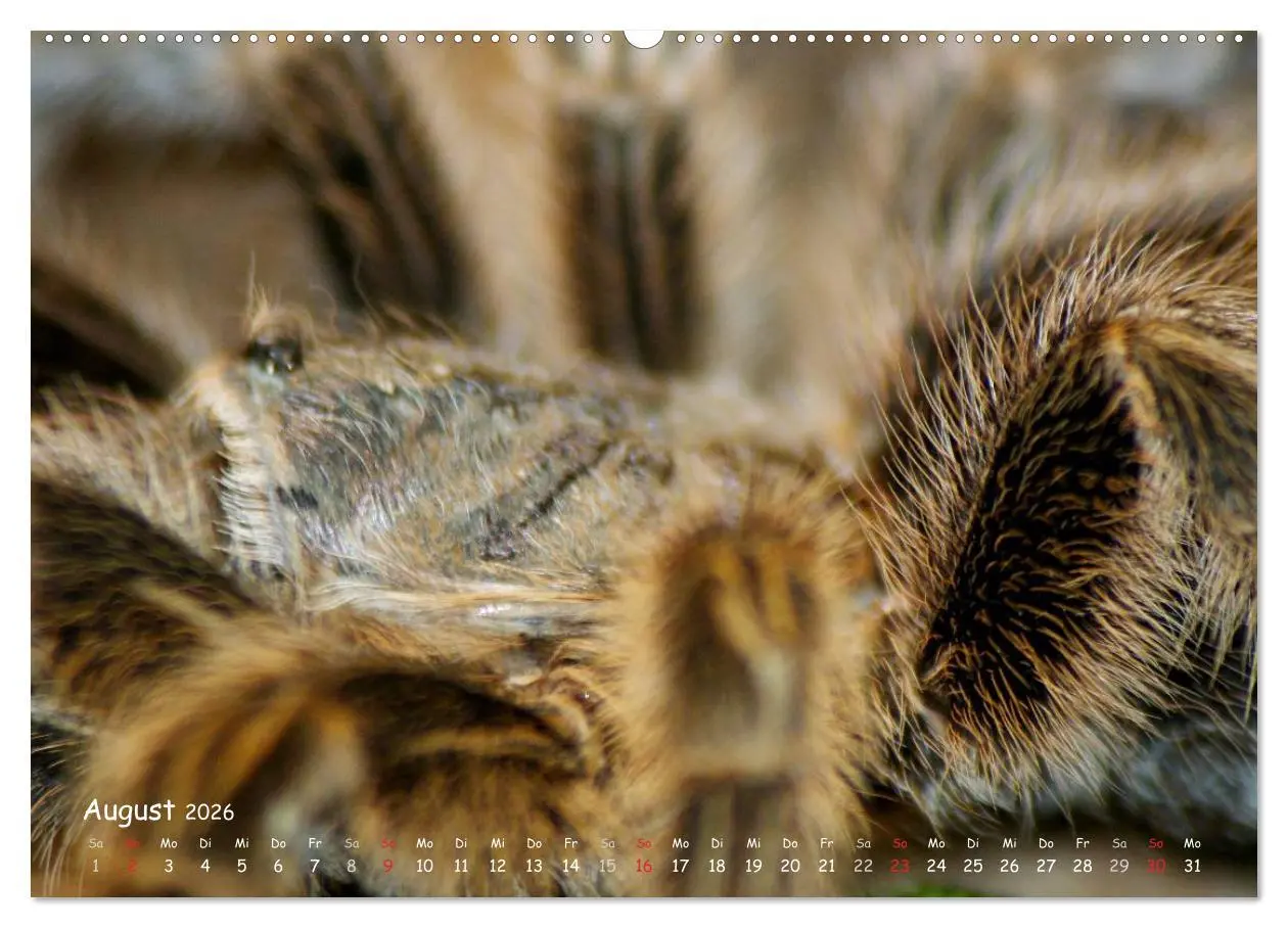 Bild: 9783516074826 | Vogelspinnen (hochwertiger Premium Wandkalender 2026 DIN A2 quer),...