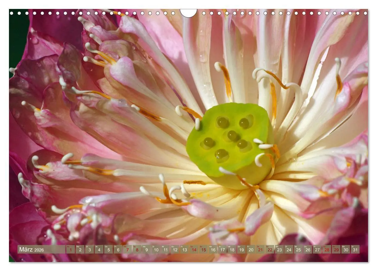Bild: 9783457594926 | Magische Super-Makros (Wandkalender 2026 DIN A3 quer), CALVENDO...