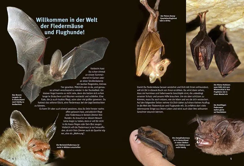 Bild: 9783866595026 | Entdecke die Fledermäuse | Eckhard Grimmberger | Buch | 64 S. | 2022