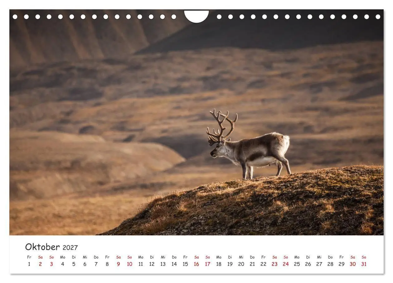 Bild: 9783569725126 | Rentiere (Wandkalender 2027 DIN A4 quer), CALVENDO Monatskalender