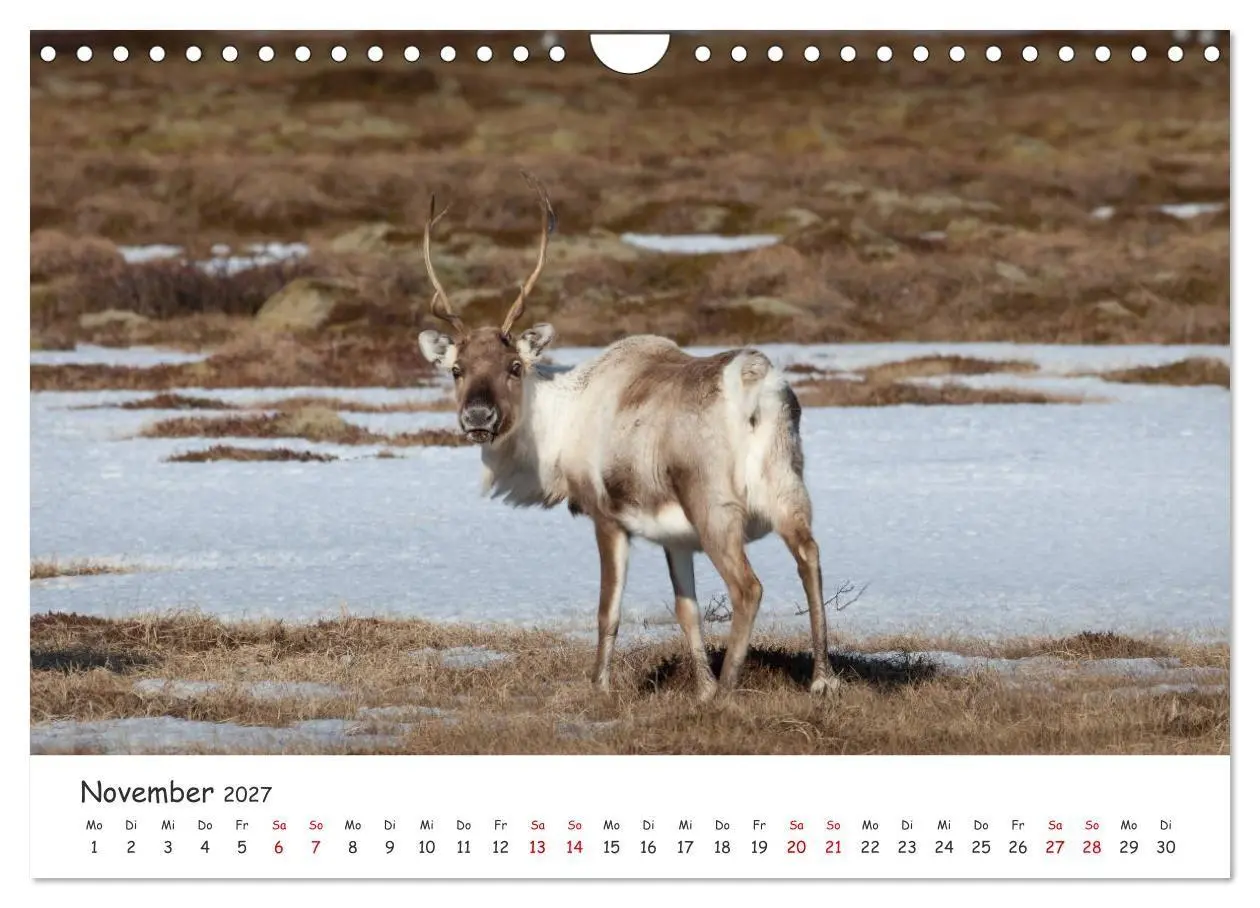 Bild: 9783569725126 | Rentiere (Wandkalender 2027 DIN A4 quer), CALVENDO Monatskalender