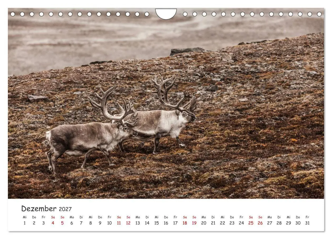 Bild: 9783569725126 | Rentiere (Wandkalender 2027 DIN A4 quer), CALVENDO Monatskalender