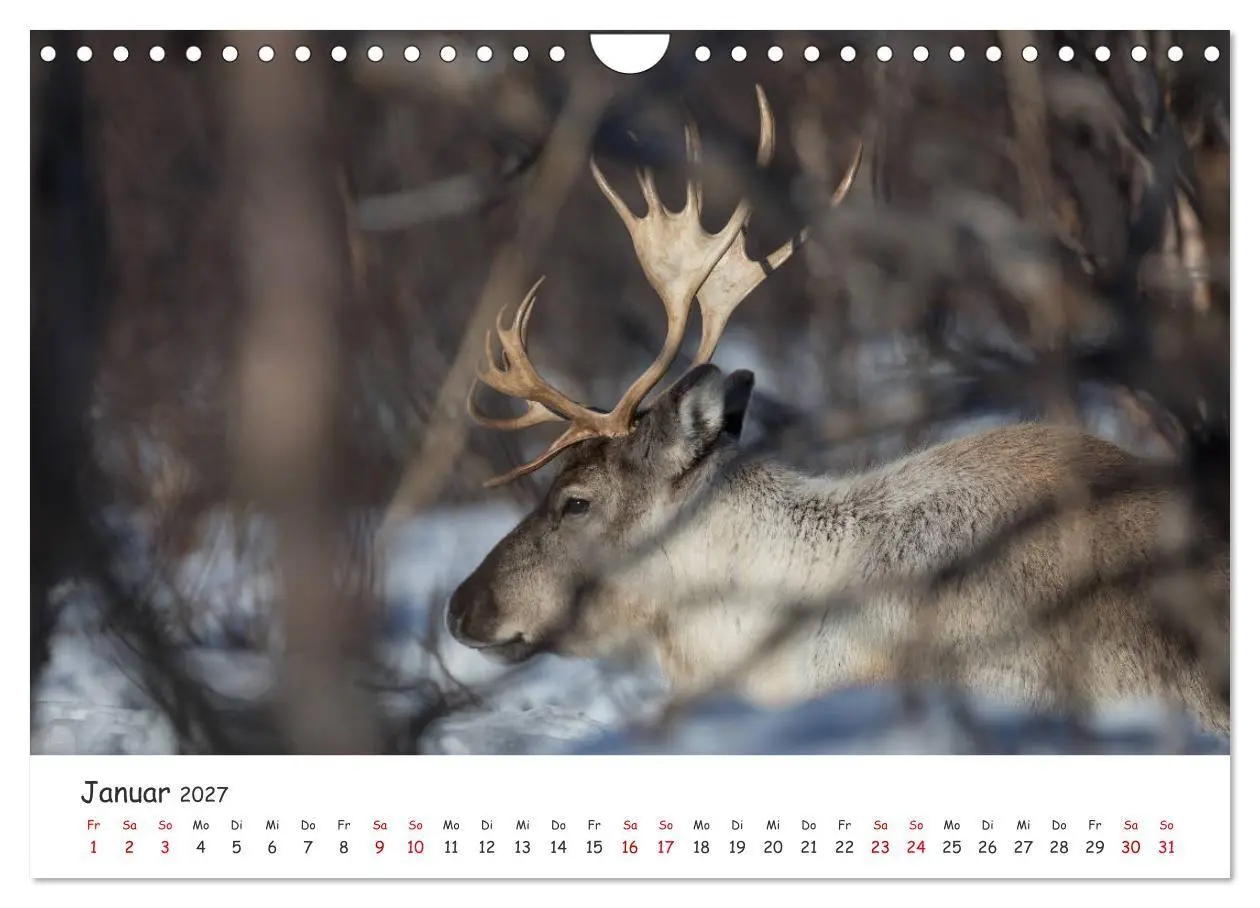 Bild: 9783569725126 | Rentiere (Wandkalender 2027 DIN A4 quer), CALVENDO Monatskalender
