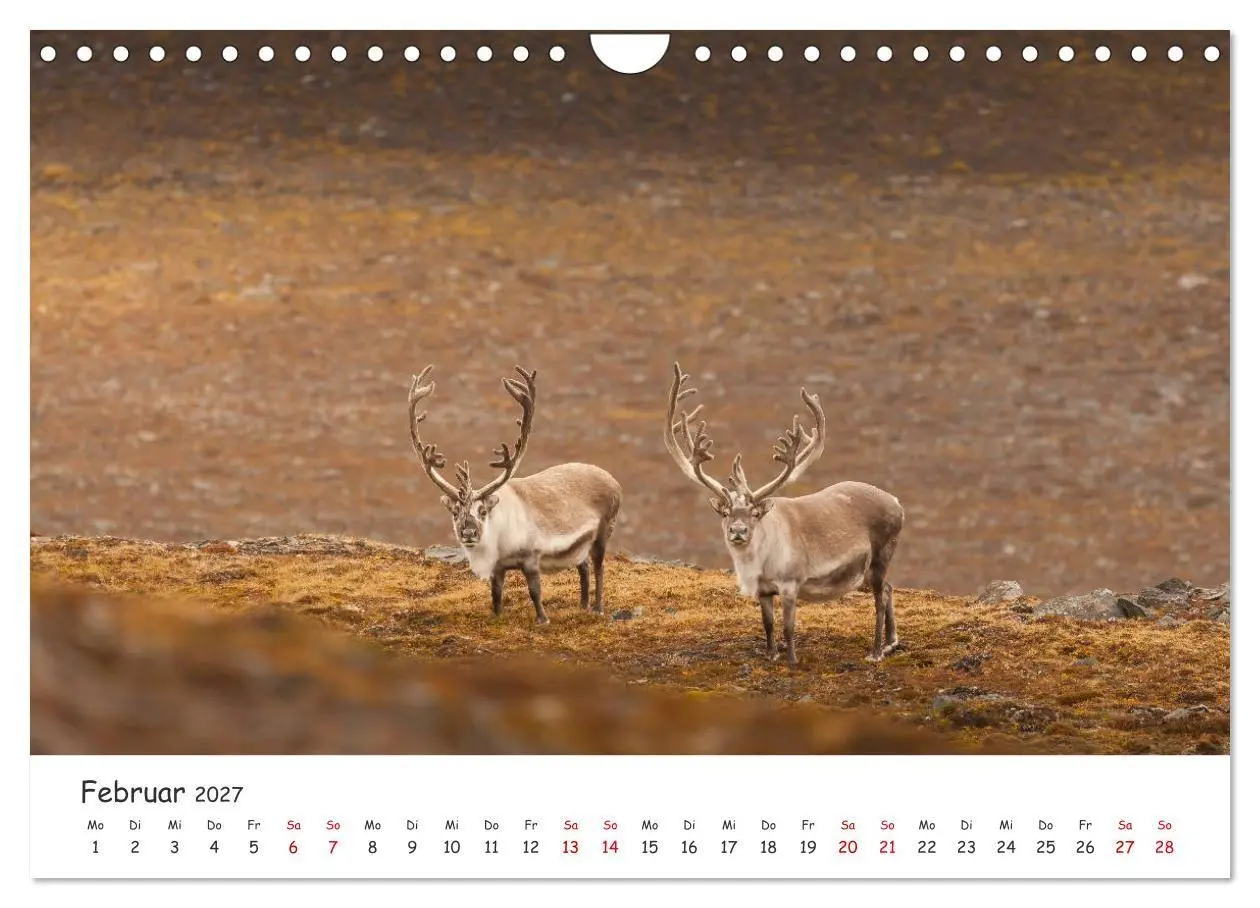Bild: 9783569725126 | Rentiere (Wandkalender 2027 DIN A4 quer), CALVENDO Monatskalender
