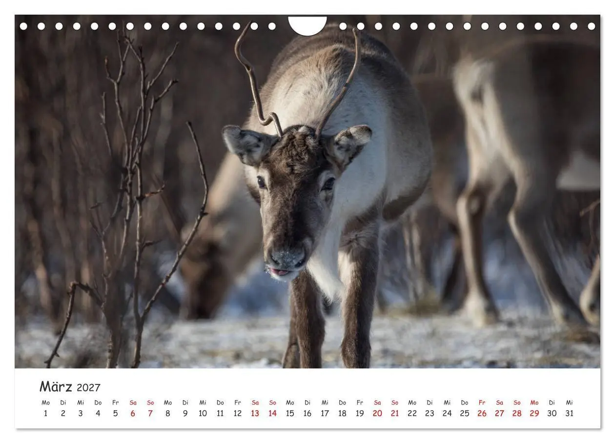 Bild: 9783569725126 | Rentiere (Wandkalender 2027 DIN A4 quer), CALVENDO Monatskalender