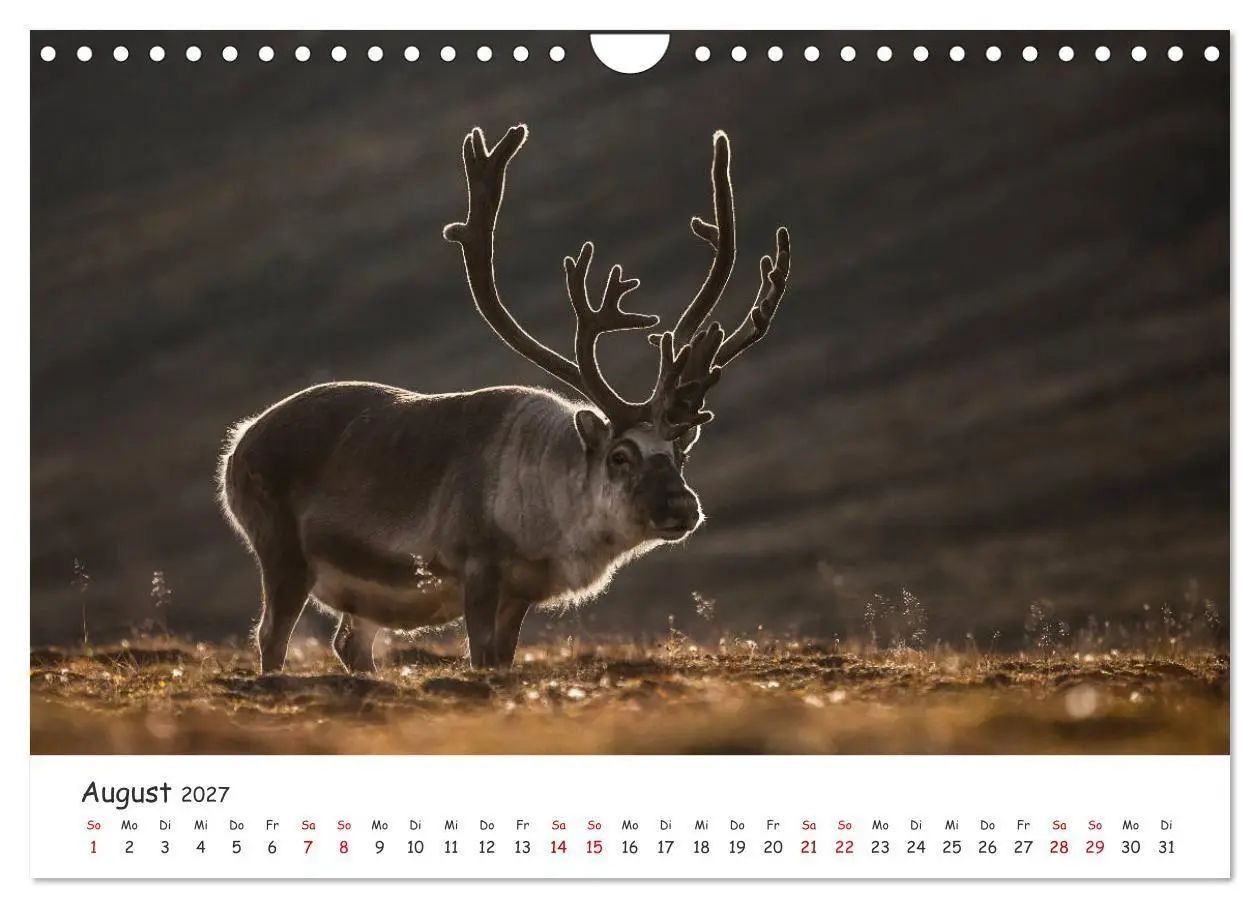 Bild: 9783569725126 | Rentiere (Wandkalender 2027 DIN A4 quer), CALVENDO Monatskalender