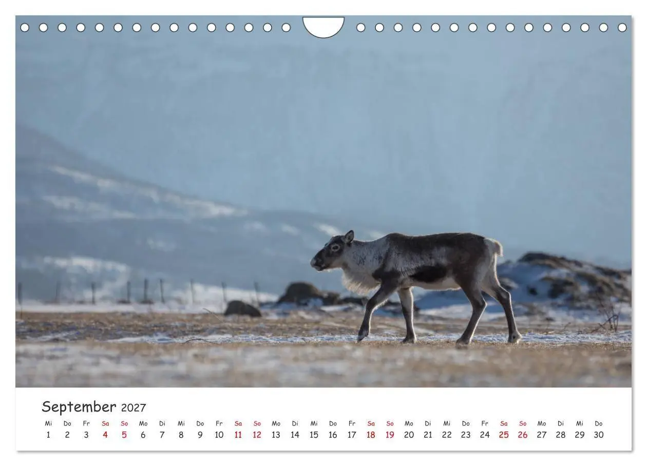 Bild: 9783569725126 | Rentiere (Wandkalender 2027 DIN A4 quer), CALVENDO Monatskalender