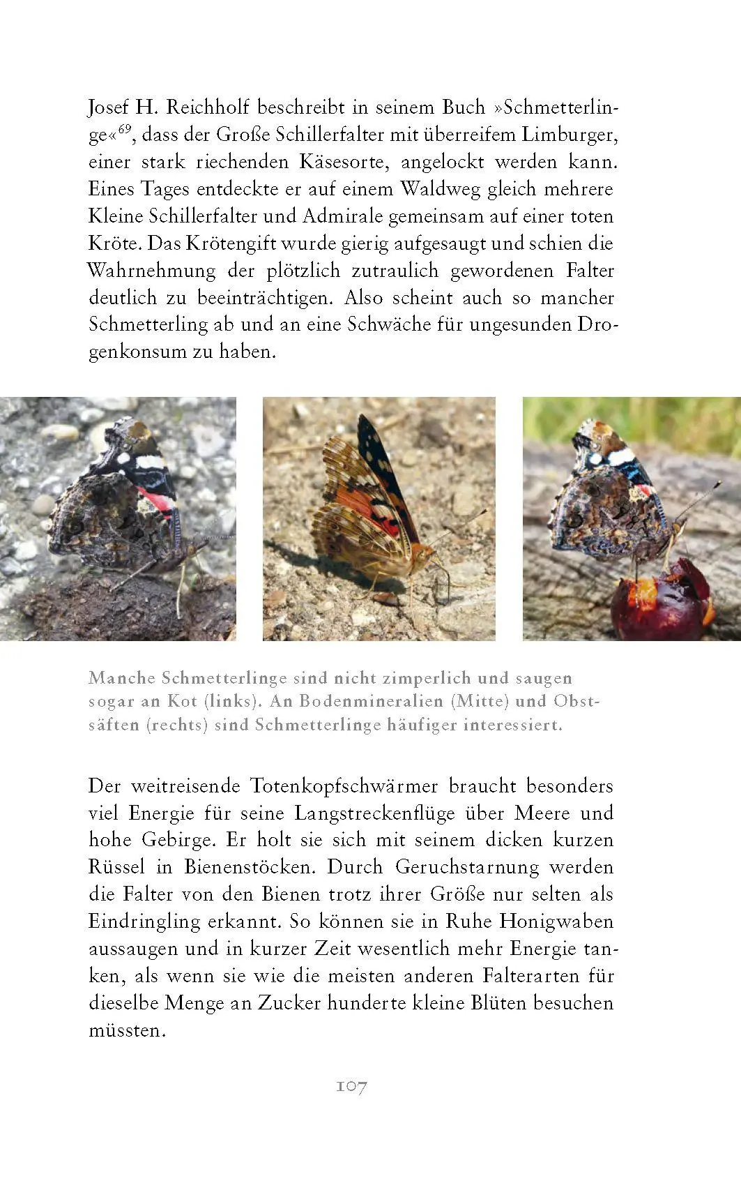 Bild: 9783990605226 | Die fabelhafte Welt der Schmetterlinge | Marion Jaros | Buch | 272 S.