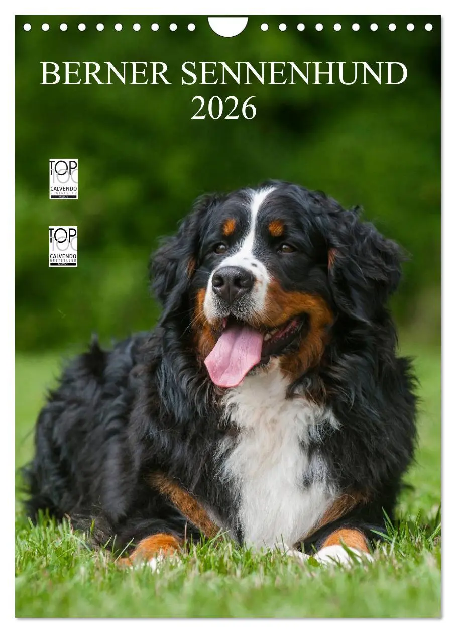 Cover: 9783516475326 | Berner Sennenhund 2026 (Wandkalender 2026 DIN A4 hoch), CALVENDO...