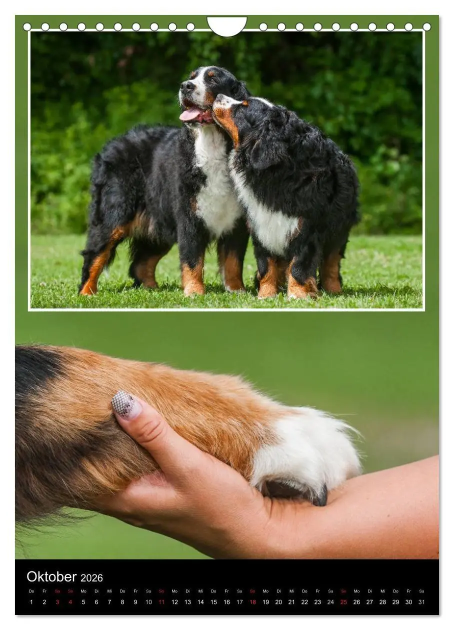 Bild: 9783516475326 | Berner Sennenhund 2026 (Wandkalender 2026 DIN A4 hoch), CALVENDO...