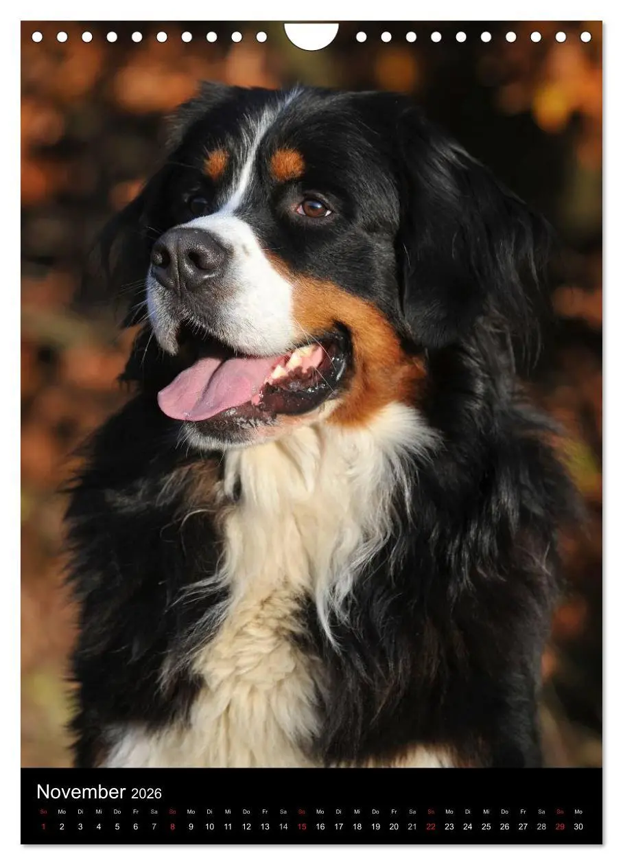 Bild: 9783516475326 | Berner Sennenhund 2026 (Wandkalender 2026 DIN A4 hoch), CALVENDO...